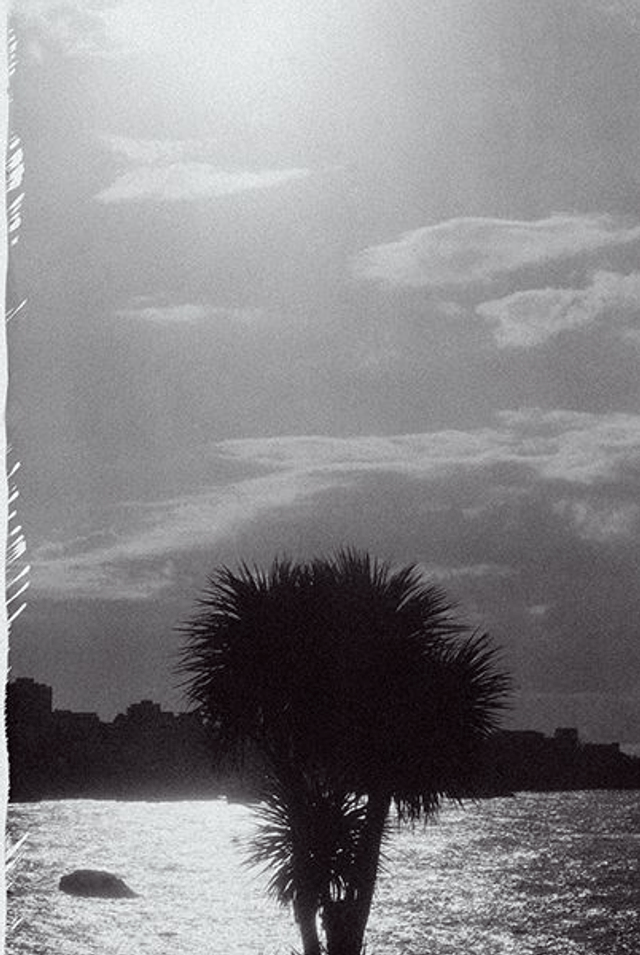 Pola05  Solo