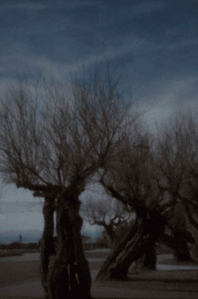51# . Tamaris de décembre