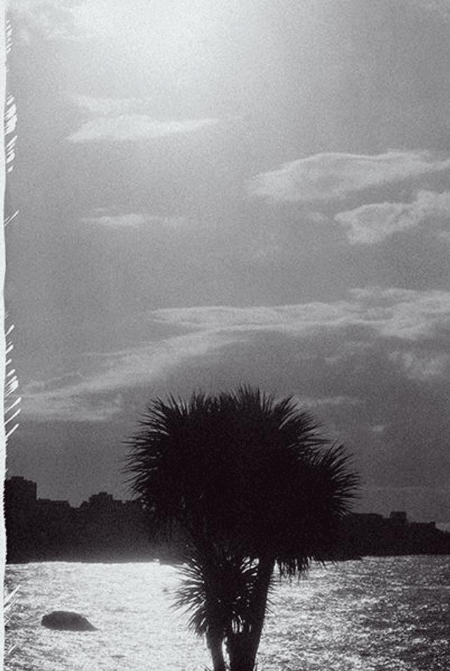 Pola05  Solo