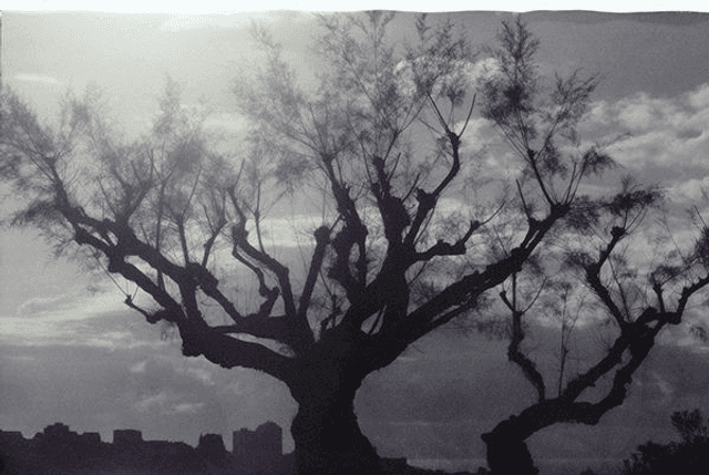 Pola03 Fou tamaris
