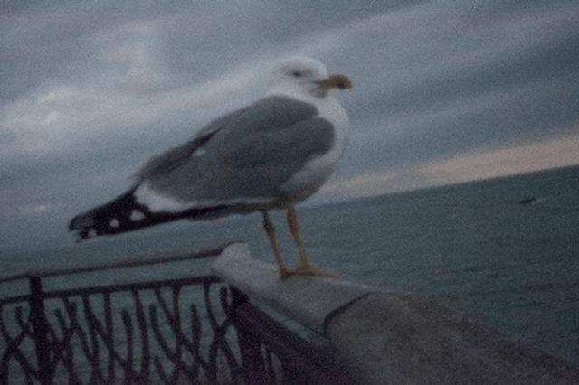 35# . Gull